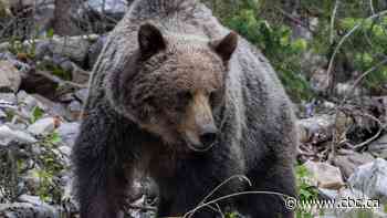 'No plans right now' for grizzly hunting season in Alberta, minister says as rural residents call for hunt