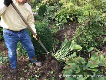 Growing Things: How to save money on perennials