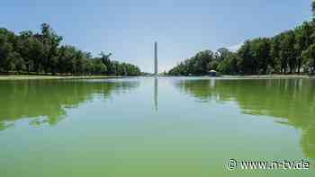 Scheitert Trumps Renovierung?: Schlimmer als vorher: Algen kommen mit voller Wucht in Reflecting Pool zurück