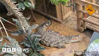 Man arrested on suspicion of attempted murder after boy injured in crocodile enclosure