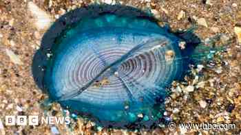 'Stunningly beautiful' blue sea creatures appear on Welsh beaches