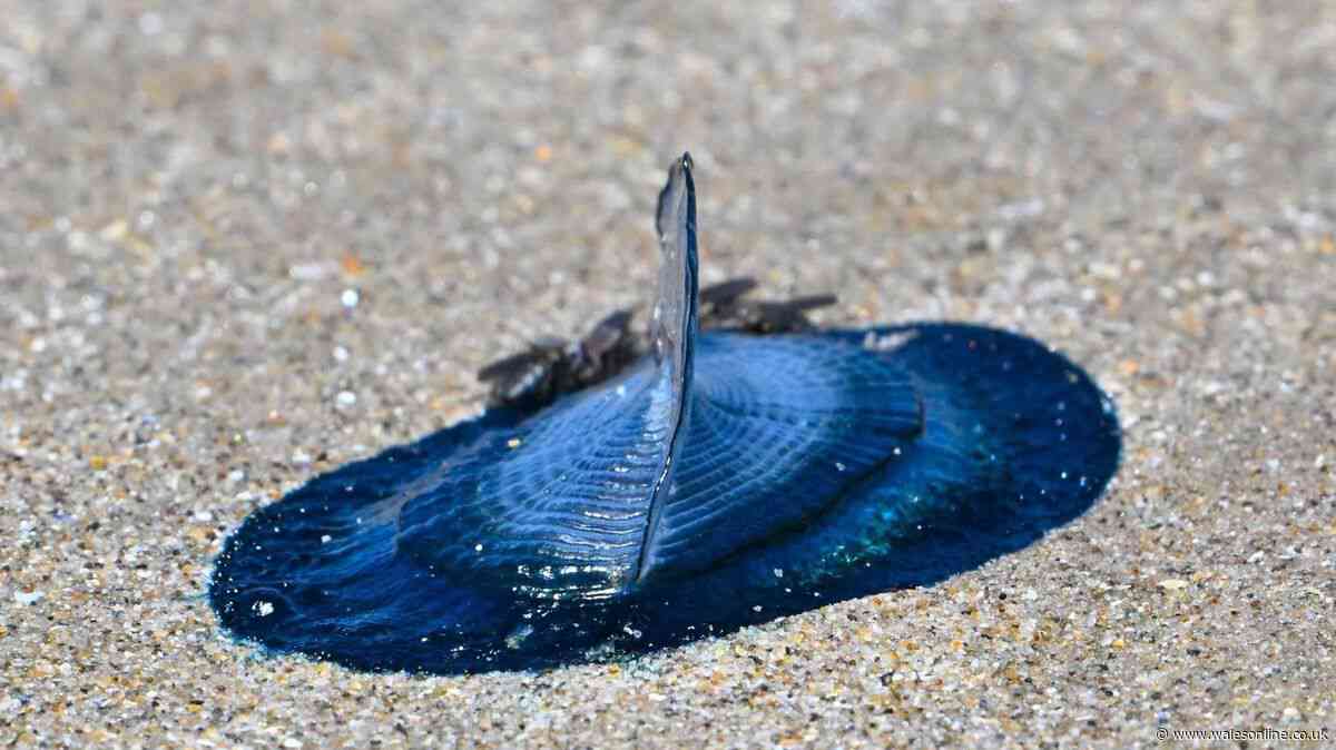 Hundreds of blue and shiny creatures wash up on Welsh beaches