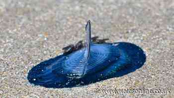 Hundreds of blue and shiny creatures wash up on Welsh beaches
