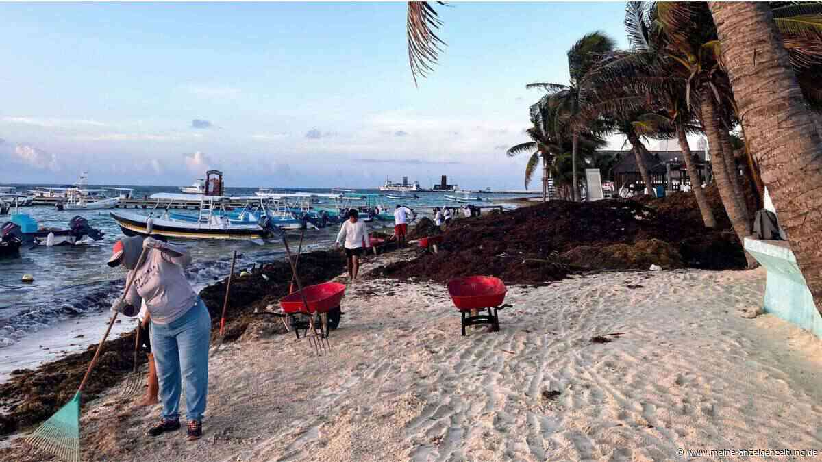 Algenplage vor Rekordjahr: Immer mehr Strände betroffen – Experte warnt vor „beeinträchtigtem Urlaub“