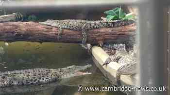 Johnsons shares statement after boy 'seriously injured' in crocodile enclosure