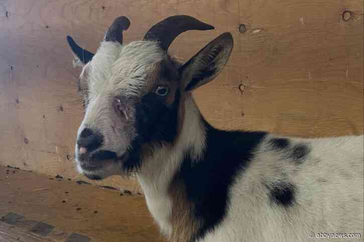 Vancouver Island woman fights cougar to save pet goat
