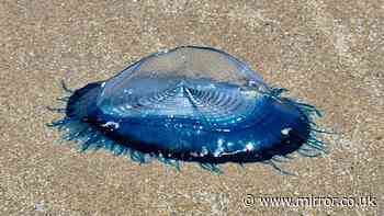 Hundreds of 'stunningly beautiful' sea creatures wash up on UK beach in major 'blue tide'