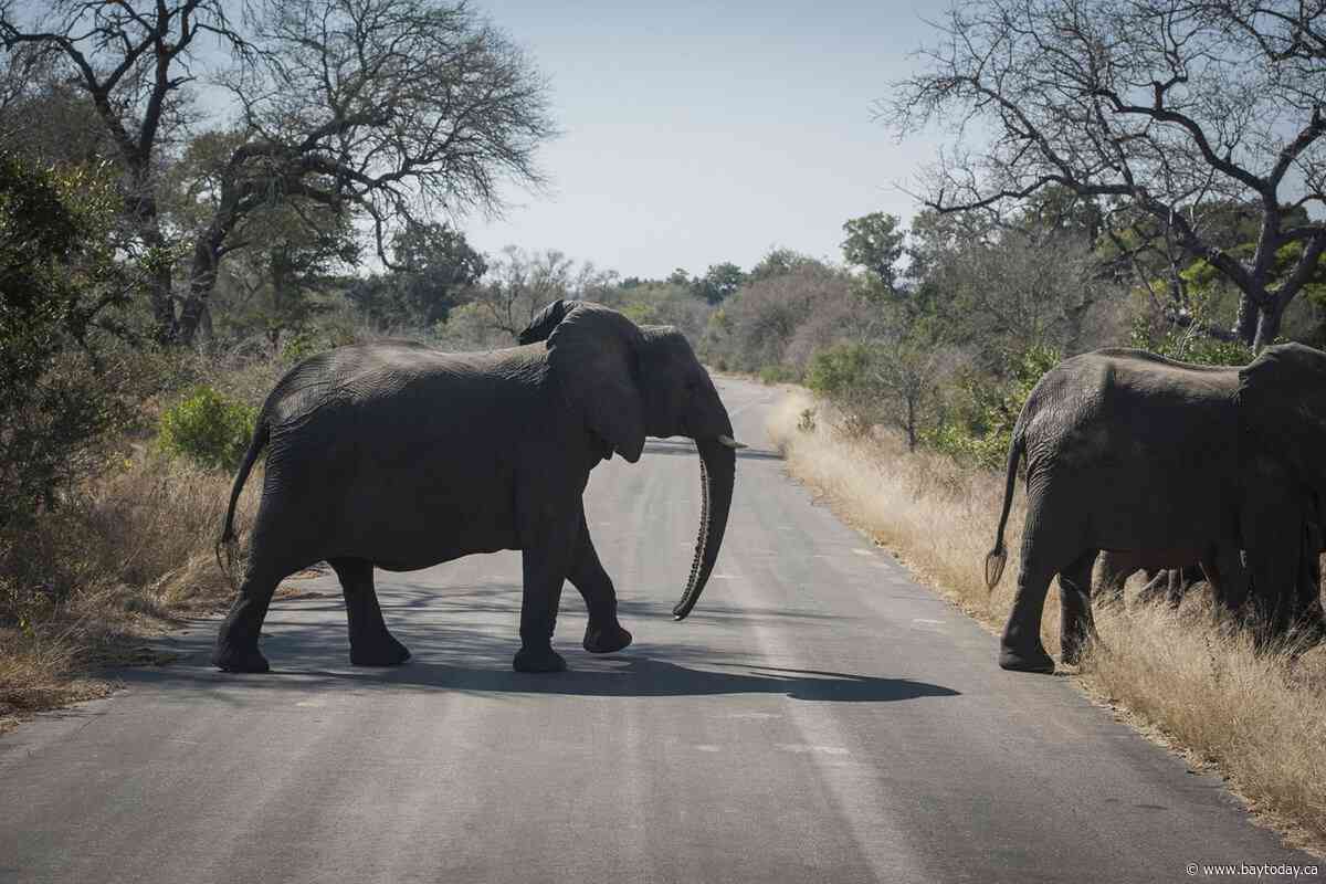 Canadian shot dead at South Africa wildlife park in apparent accident: officials