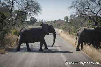 Canadian shot dead at South Africa wildlife park in apparent accident: officials