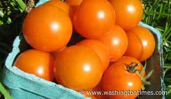 5 tomato superstars for a mouthwatering summer harvest