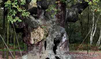 An ancient oak tree said to have sheltered legendary Robin Hood has died