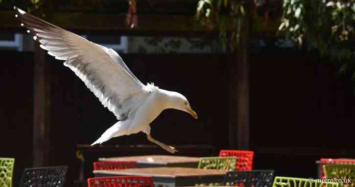 ‘Vicious’ seagulls plague Wetherspoons customers on pub terrace