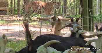 At Carolina Tiger Rescue, the landscapers are goats and the audience is tigers