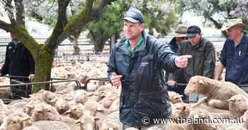 The sheep squeeze: huge interest from southern states but can NSW fill demand?