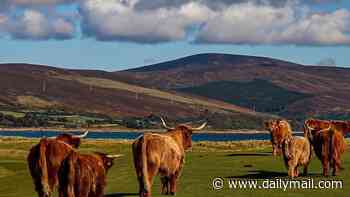 Crofters embroiled in bizarre row with golf club over grazing their cattle and sheep as it battles to overturn rights