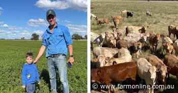 From cropping to cattle and carbon: a staged transition boosts farm's bottom line