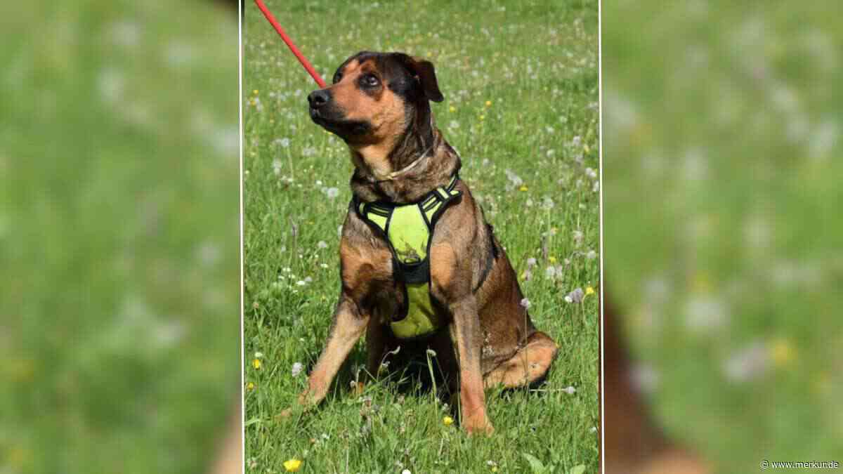 „Treue Seele“: Django ist im Tierheim geboren und sucht neues Zuhause