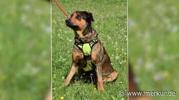 „Treue Seele“: Django ist im Tierheim geboren und sucht neues Zuhause