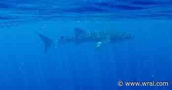 Rare whale shark sighting off North Carolina coast