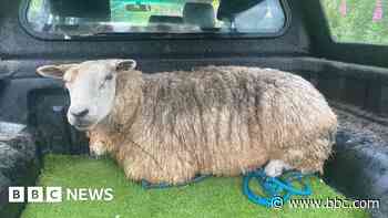 Firefighters called to rescue sheep from river