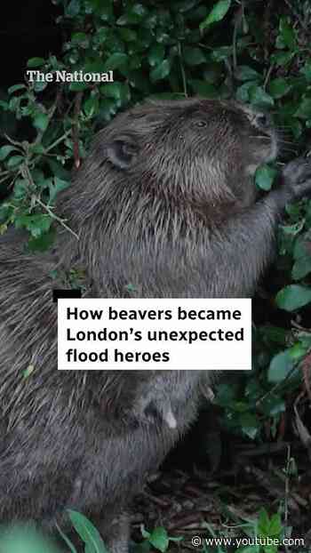 How beavers became London’s unexpected flood heroes