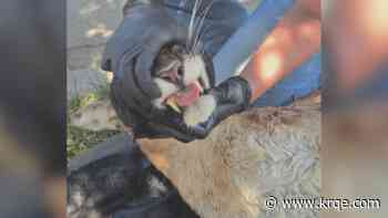 'We're just lucky': Mountain lion captured in California homeowners' backyard