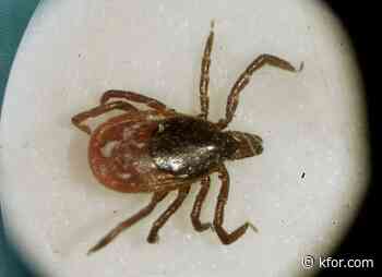 Rare Lyme disease-causing strain spreads to new state: What to know