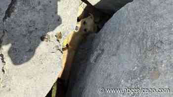 Dog found trapped between boulders in Lake Michigan, sparking ‘unusual rescue' in Chicago