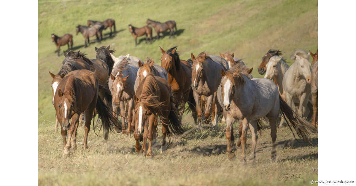 /C O R R E C T I O N -- Return to Freedom Wild Horse Conservation/