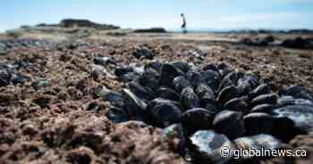 B.C. warns of contaminated shellfish risk