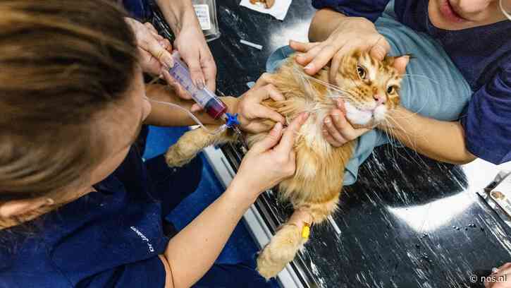 Kabinet wil iets gaan doen aan hoge prijzen dierenarts, kosten snel openbaar