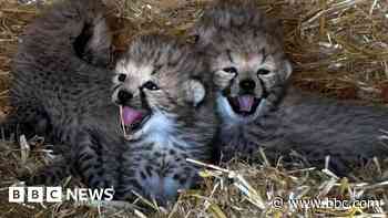Watch: Seven cheetah cubs born at Whipsnade Zoo