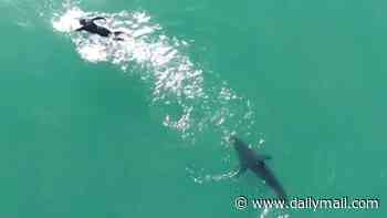 Made-for-movie moment massive shark stalks and encircles Californian surfer in tense standoff
