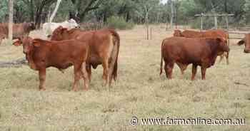 Sayah Park is well grassed cattle country for 1500-plus breeders | Video