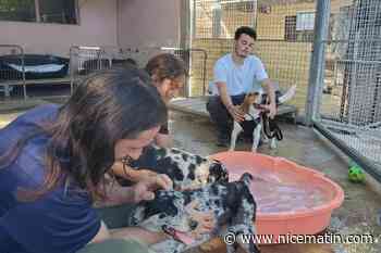 « N’achetez pas, adoptez » : à Toulon, le refuge de chiens abandonnés accueille les visiteurs ce samedi et appelle aux dons