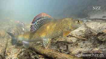 Auch die Fische in Schweizer Flüssen leiden unter der Hitze. Vorhersagen sollen helfen, sie vor dem Ärgsten zu bewahren