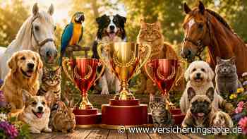 Tierversicherungen: Welche Anbieter mit ihren Produkten begeistern