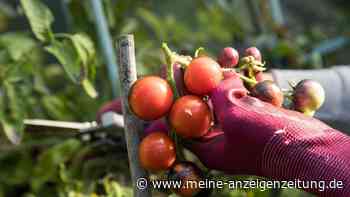Gemüse im Sommer: Mit diesen Tipps gelingt die Ernte