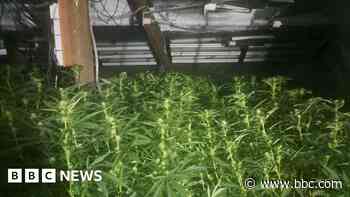 Cannabis and drugs equipment worth £200k seized