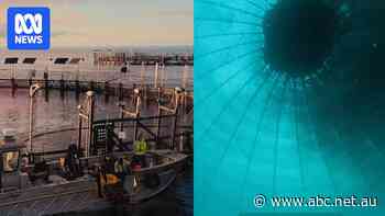 Salmon industry ad banned over underwater footage that could 'mislead'