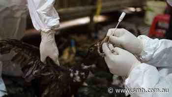Suspected case of bird flu detected in Australia