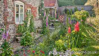 Gardeners should plant one flower to look after bees this summer