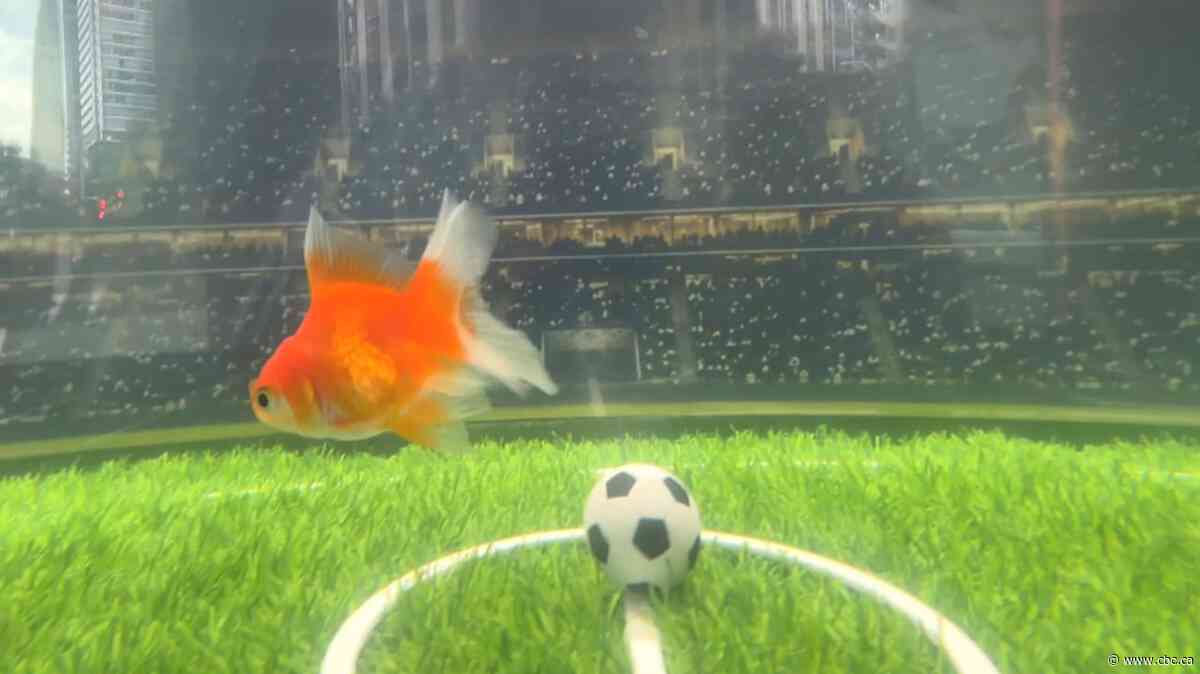 Swimbappé the goldfish predicts Canada's 1st FIFA World Cup win | The Moment