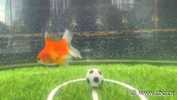 Swimbappé the goldfish predicts Canada's 1st FIFA World Cup win | The Moment