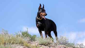 High-energy working dog breeds that need the most exercise - all 26 of them
