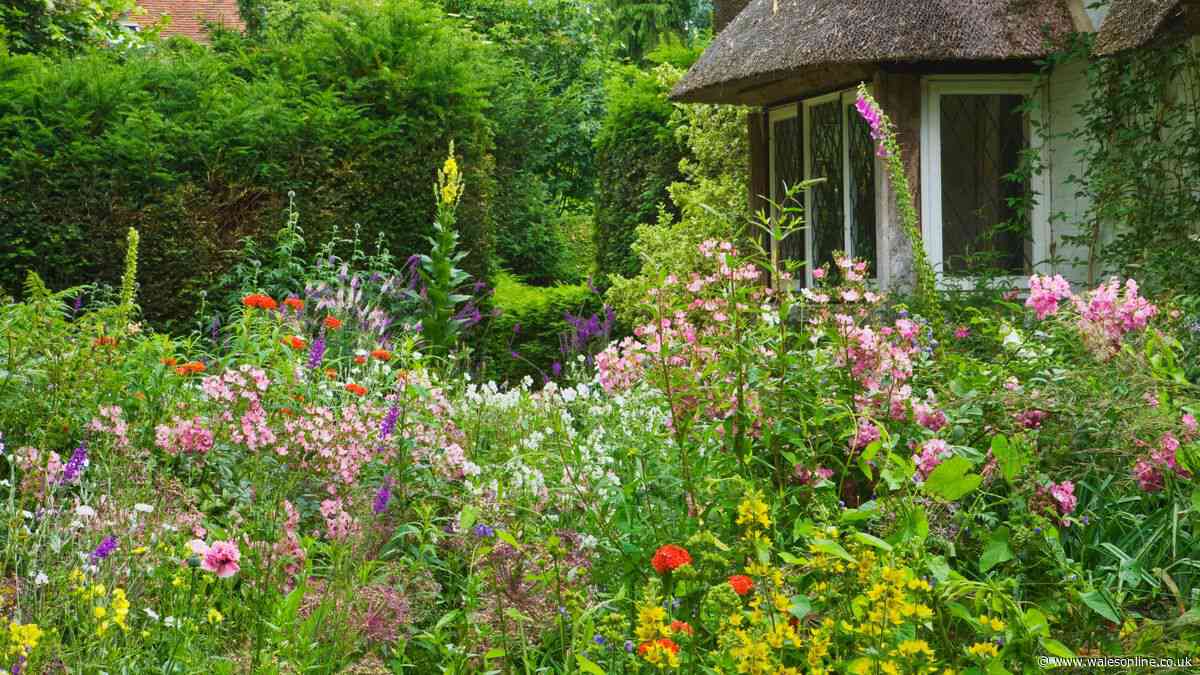Sowing one plant will ensure your garden is full of bees all summer