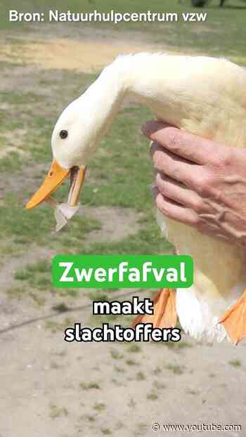 Zwerfafval maakt slachtoffers  #afval #dierenleven #natuur