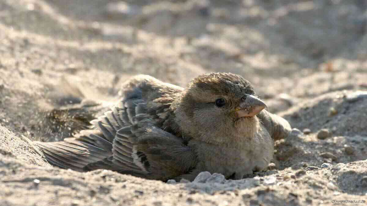 Wildvögel in der Hitze: Warum Sie jetzt eine Schale mit Sand aufstellen sollten