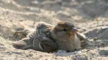 Wildvögel in der Hitze: Warum Sie jetzt eine Schale mit Sand aufstellen sollten