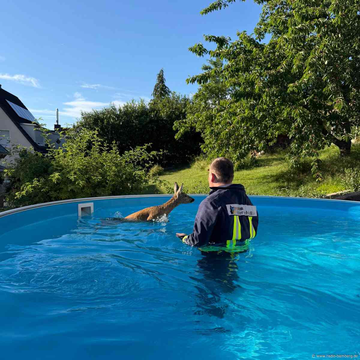 Abkühlung mit Folgen – Feuerwehr rettet Rehkitz aus Pool